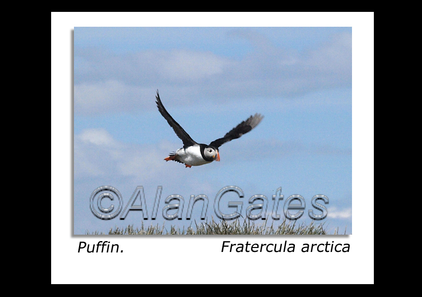 Puffin in flight